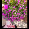 flower12345_49