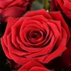 lorrainepetit488