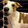 megalapot