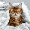 Cleo the Bengal