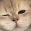 ikitty.wt