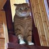 shishka_ev