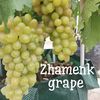 zhamenkgrapescibinong