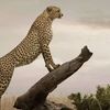 ttooww__2