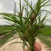 cuocsongdongque_2023