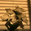 for.real.lina1