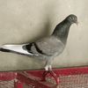 hamzadogar386