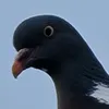 skyaeser