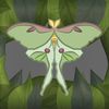 fae_0f_the_forest