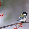 motchutkhoangkhac