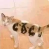 tuhai.cali
