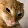 oyen_galak4