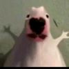 rodriguxx_