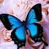britanny3036