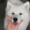 kannichamooping