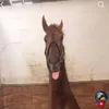 dungbatchuoctoipls