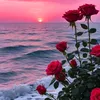 prin_cesse660
