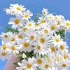 arzu292