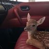 lixv_at