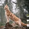 amber.on.pawz1
