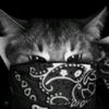 nifsepet