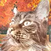 meow8846