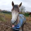misty_horse_