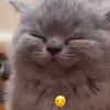 hibbi_gif