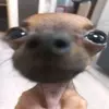 lyna_niso
