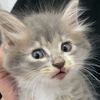 marmutkucing