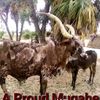 realmugahe2.5.0