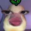 luna_jiaaa