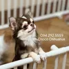 chihuahuavietnam