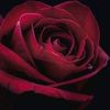 ameer11546