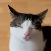 adamsebii