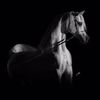 Nouf 🐎