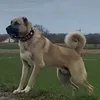 emmi.50_