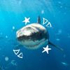 claireshark473