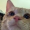 notwhiskas