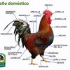 elgallorojodomestico