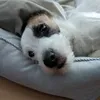 snoopypuppie