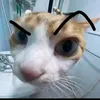 cyruzjacobe