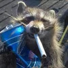 the_racgoon3