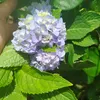 yen_nhi669