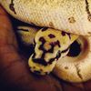habibimatrir
