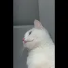 .s1p0u