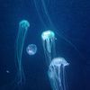 bule_squid