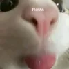 dann00932