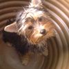 yorkiemom24hr