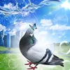 nqkakuv_username